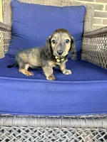 ❤️Maisy❤️, a female Miniature Dachshund for sale in Plum, PA – 4 of 10