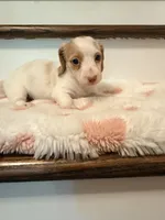 🩷Daisy🩷, a female Miniature Dachshund for sale in Plum, PA – 3 of 6