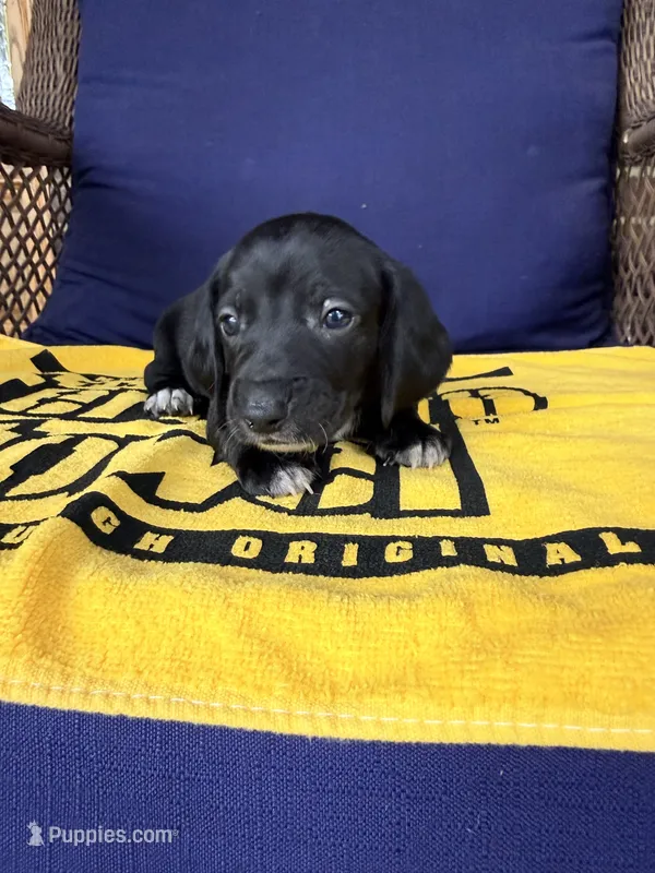 💚Onyx💚 – Miniature Dachshund puppy for sale in Plum, PA