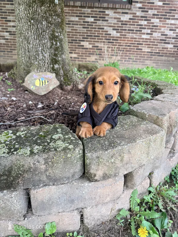 💙Oscar💙 – Miniature Dachshund puppy on hold in Plum, PA