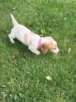 🩷Daisy🩷, a female Miniature Dachshund for sale in Plum, PA – 2 of 10
