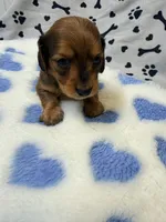 💙Waylon💙, a male Miniature Dachshund for sale in Plum, PA – Photo 4 of 6