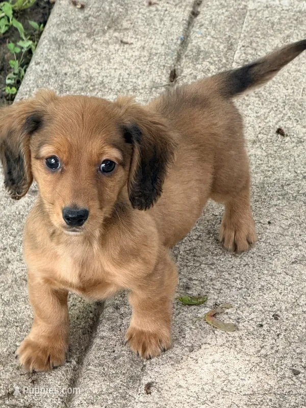 💙Waylon💙 – Miniature Dachshund puppy for sale in Plum, PA