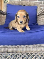 💙Waylon💙, a male Miniature Dachshund for sale in Plum, PA – Photo 2 of 9