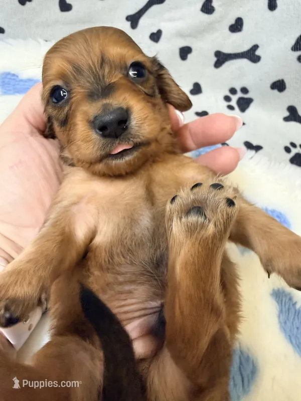 💙Waylon💙 – Miniature Dachshund puppy for sale in Plum, PA