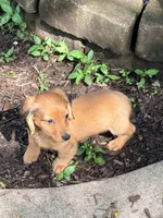 💙Waylon💙, a male Miniature Dachshund for sale in Plum, PA – 2 of 10