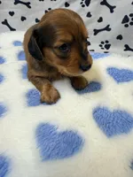 💙Waylon💙, a male Miniature Dachshund for sale in Plum, PA – Photo 2 of 6