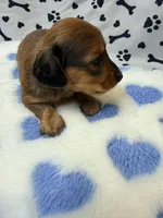 💙Waylon💙, a male Miniature Dachshund for sale in Plum, PA – Photo 3 of 6