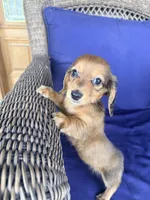 💙Waylon💙, a male Miniature Dachshund for sale in Plum, PA – Photo 1 of 9
