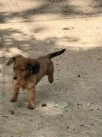 💙Waylon💙, a male Miniature Dachshund for sale in Plum, PA – 4 of 10