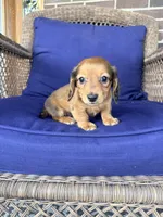💙Waylon💙, a male Miniature Dachshund for sale in Plum, PA – Photo 3 of 9