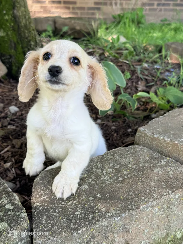 🩷Armani🩷 – Miniature Dachshund puppy on hold in Plum, PA