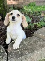 🩷Armani🩷, a female Miniature Dachshund for sale in Plum, PA – 1 of 10