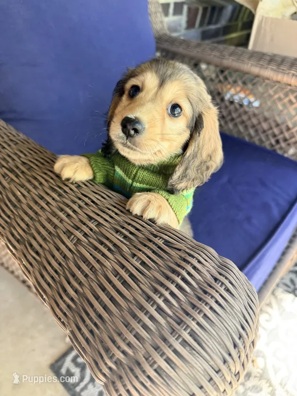 💙Gus💙 – Miniature Dachshund puppy for sale in Plum, PA