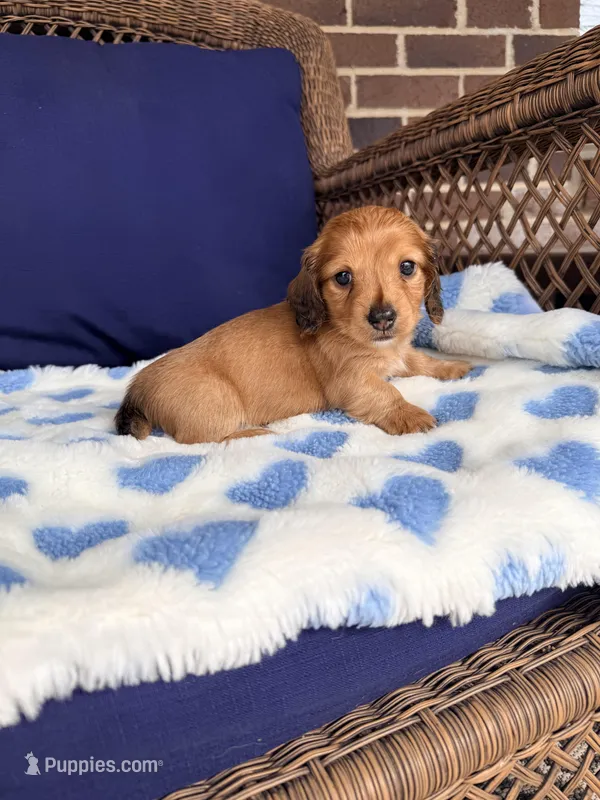 🩵ERNIE🩵 – Miniature Dachshund puppy for sale in Plum, PA