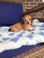 🩵ERNIE🩵, a male Miniature Dachshund for sale in Plum, PA – Photo 1 of 6