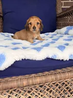 🩵ERNIE🩵, a male Miniature Dachshund for sale in Plum, PA – Photo 4 of 6