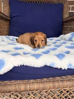 🩵ERNIE🩵, a male Miniature Dachshund for sale in Plum, PA – Photo 6 of 6
