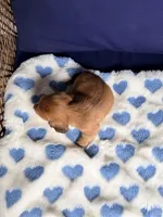 🩵ERNIE🩵, a male Miniature Dachshund for sale in Plum, PA – Photo 2 of 6