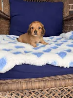 🩵ERNIE🩵, a male Miniature Dachshund for sale in Plum, PA – Photo 5 of 6