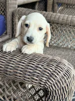🩵Olaf🩵, a male Miniature Dachshund for sale in Plum, PA – 5 of 8