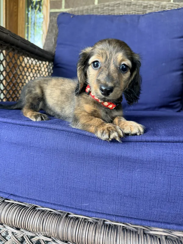 🩵Duey🩵 – Miniature Dachshund puppy for sale in Plum, PA