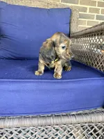 ❤️Maisy❤️, a female Miniature Dachshund for sale in Plum, PA – 5 of 10