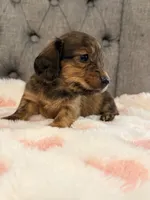 🩷April🩷, a female Miniature Dachshund for sale in Plum, PA – 4 of 4