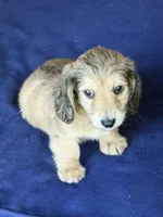 Cream LH Truman💙, a male Miniature Dachshund for sale in Plum, PA – Photo 6 of 9