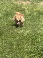 Cream LH Truman💙, a male Miniature Dachshund for sale in Plum, PA – Photo 9 of 9