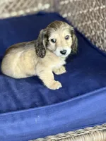 Cream LH Truman💙, a male Miniature Dachshund for sale in Plum, PA – Photo 3 of 9