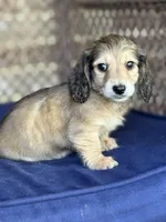 Cream LH Truman💙, a male Miniature Dachshund for sale in Plum, PA – Photo 4 of 9