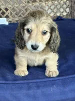 Cream LH Truman💙, a male Miniature Dachshund for sale in Plum, PA – Photo 1 of 9