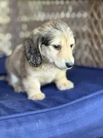 Cream LH Truman💙, a male Miniature Dachshund for sale in Plum, PA – Photo 2 of 9