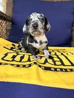 💙Smokey💙, a male Miniature Dachshund for sale in Plum, PA – 3 of 10
