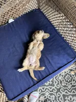 Lulu Cream LH🩷, a female Miniature Dachshund for sale in Plum, PA – Photo 6 of 8