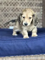 Lulu Cream LH🩷, a female Miniature Dachshund for sale in Plum, PA – Photo 4 of 8