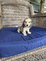 Lulu Cream LH🩷, a female Miniature Dachshund for sale in Plum, PA – Photo 5 of 8