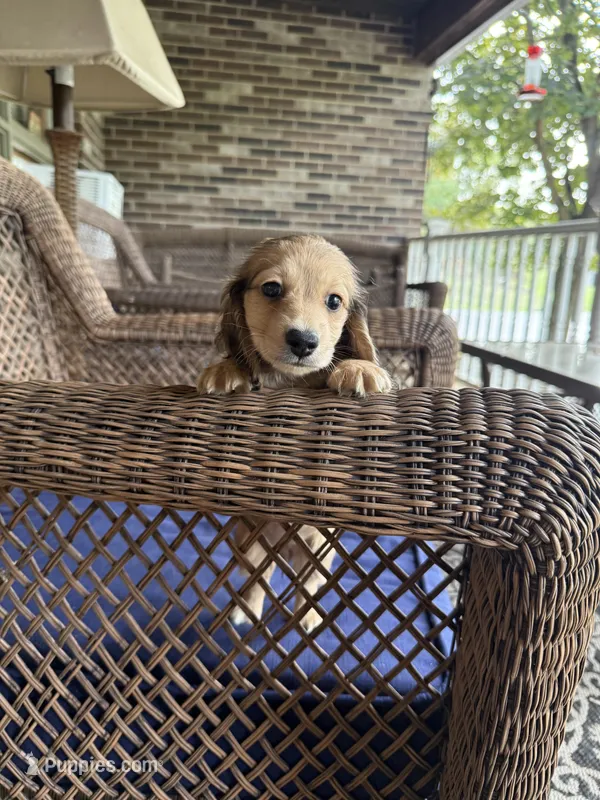 Lulu Cream LH🩷, a female Miniature Dachshund for sale in Plum, PA – Photo 1 of 8
