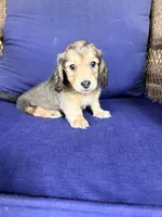💙Gus💙, a male Miniature Dachshund for sale in Plum, PA – 4 of 8