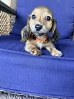 💙Luey💙, a male Miniature Dachshund for sale in Plum, PA – 5 of 10