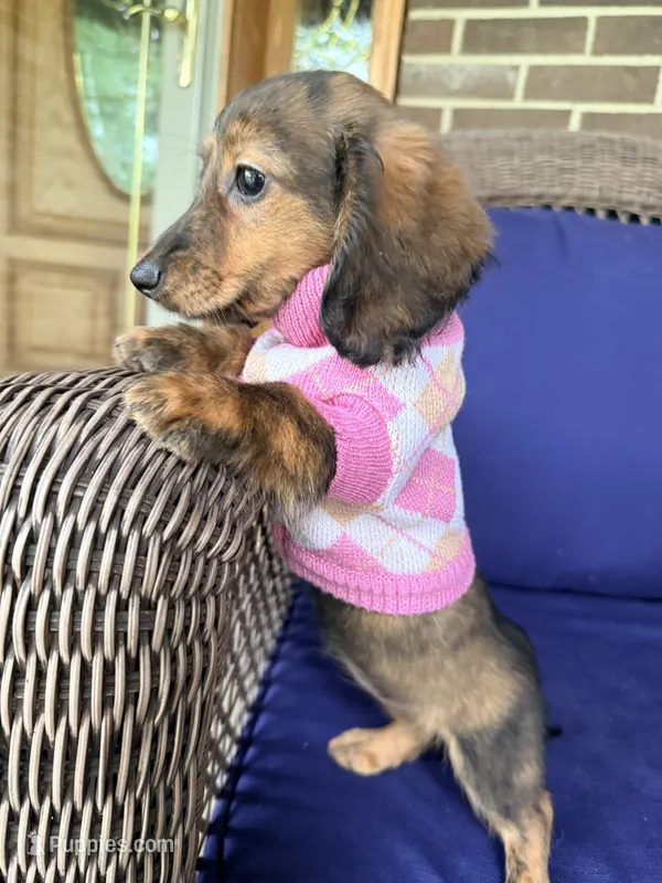 ❤️Maisy❤️ – Miniature Dachshund puppy for sale in Plum, PA