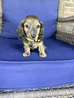 ❤️Maisy❤️, a female Miniature Dachshund for sale in Plum, PA – 3 of 10