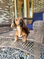 ❤️Maisy❤️, a female Miniature Dachshund for sale in Plum, PA – 8 of 10