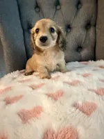 🩷Lil Miss Dolly🩷, a female Miniature Dachshund for sale in Plum, PA – 5 of 9