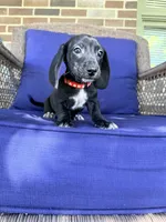 💚Jett💚, a male Miniature Dachshund for sale in Plum, PA – 4 of 9