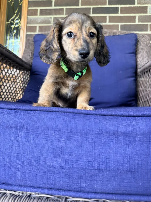 💚Huey💚 – Miniature Dachshund puppy for sale in Plum, PA