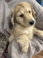 Cream LH George🩵, a male Miniature Dachshund for sale in Plum, PA – Photo 5 of 10