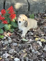 Cream LH George🩵, a male Miniature Dachshund for sale in Plum, PA – Photo 7 of 10