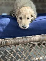 Cream LH George🩵, a male Miniature Dachshund for sale in Plum, PA – Photo 8 of 10